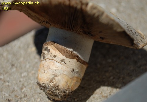 Agaricus bitorquis - 