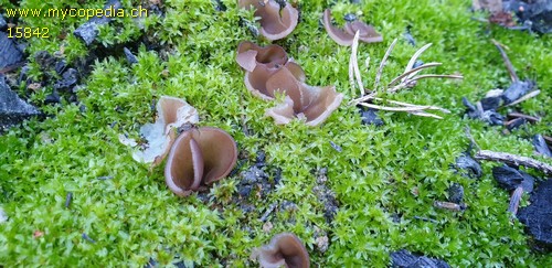 Daleomyces petersii - 