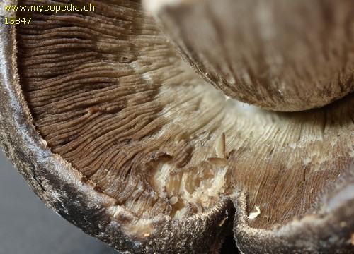 Pluteus atromarginatus - 