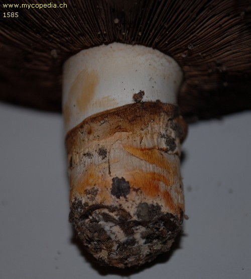 Agaricus bitorquis - 