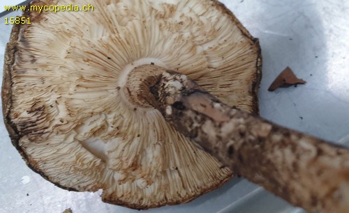 Lepiota hystrix - 