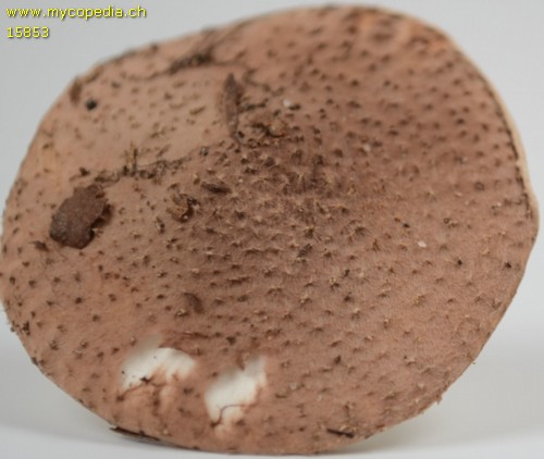 Lepiota - 