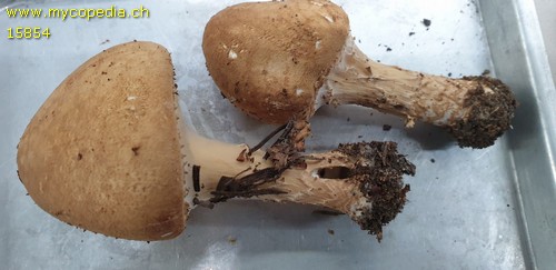 Lepiota - 