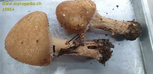 Lepiota perplexa - 