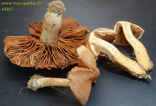 Cortinarius latiphyllus - 