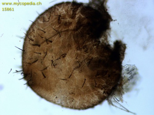 Podospora appendiculata - 