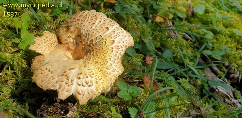 Lactarius scrobiculatus - 