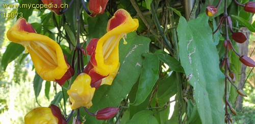 Thunbergia mysorensis - 