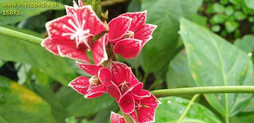 Pavonia strictiflora - 