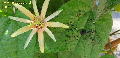 Passiflora - 