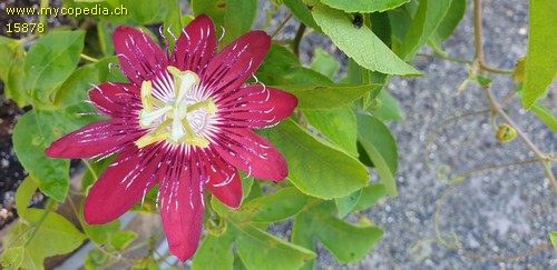 Passiflora - 