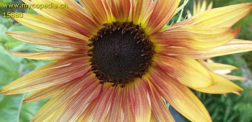 Helianthus - 