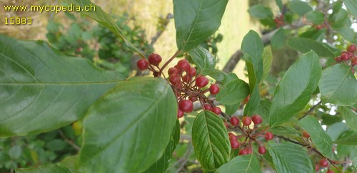 Rhamnus frangula - 