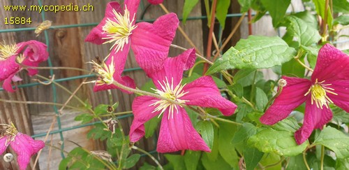 Clematis - 