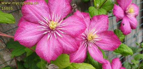 Clematis - 