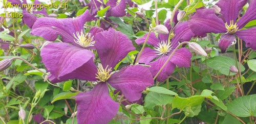 Clematis - 