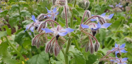 Borago officinalis - 