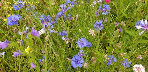 Centaurea cyanus - 