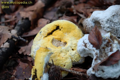 Hypomyces chrysospermus - 