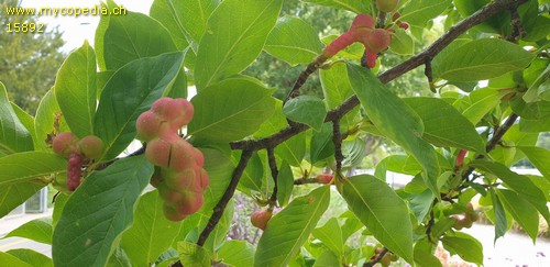 Magnolia acuminata - 