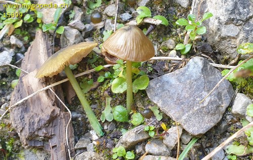 Entoloma incanum - 