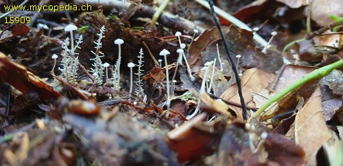 Dendrocollybia racemosa - 