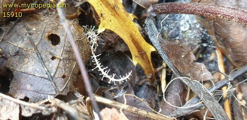 Dendrocollybia racemosa - 