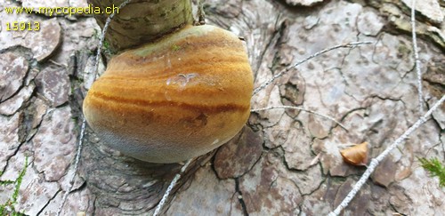 Phellinus hartigii - 