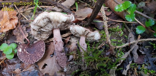 Lepiota fuscovinacea - 