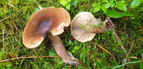 Tricholoma pseudonictitans - 