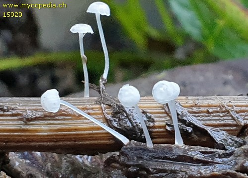 Hemimycena pseudocrispula - 