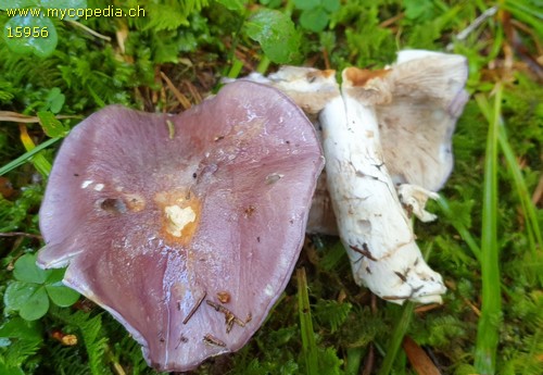 Cortinarius cumatilis - 