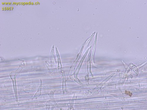 Hemimycena pseudocrispula - Kaulozystiden - Wasser  - 