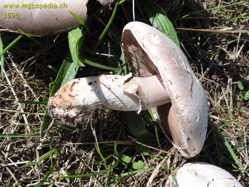 Agaricus campestris - 