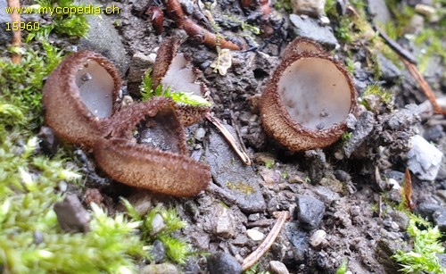 Humaria hemisphaerica - 