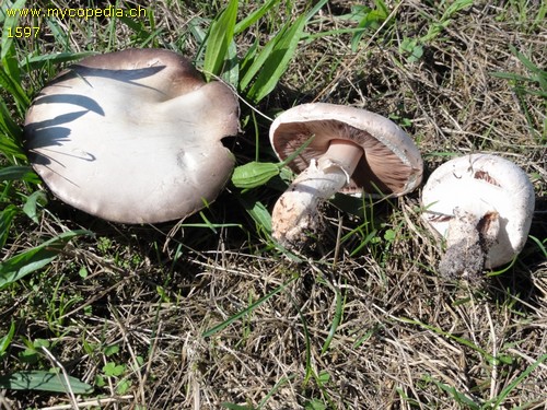 Agaricus campestris - 