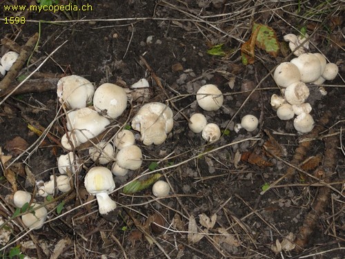 Agaricus xanthoderma - 