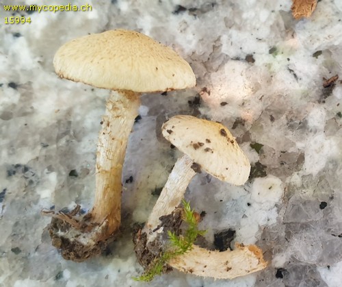 Pholiota scamba - 