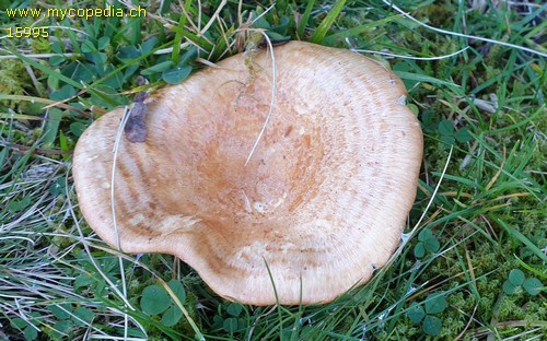 Lactarius zonarioides - 