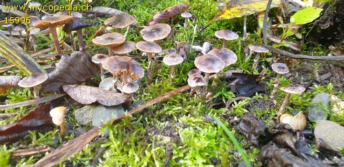 Cortinarius decipiens - 