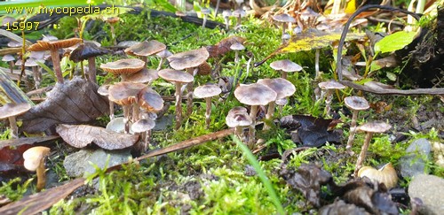 Cortinarius decipiens - 