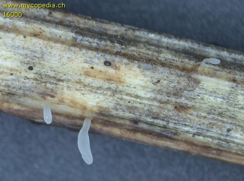 Typhula uncialis - 