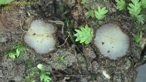 Trichophaea woolhopeia - 