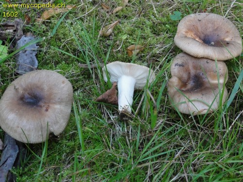 Russula amoenolens - 