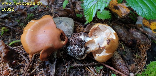 Cortinarius napus - 