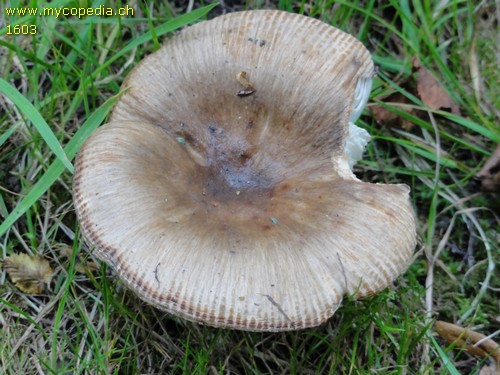 Russula amoenolens - 