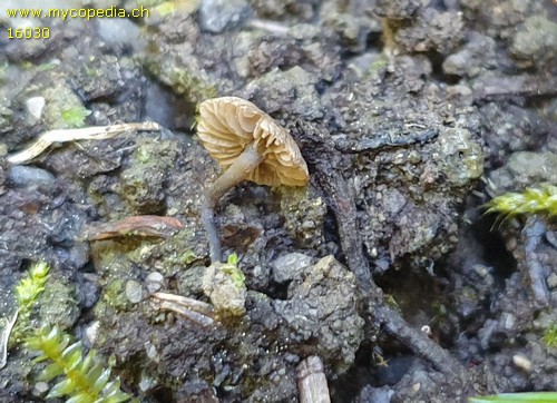 Entoloma rusticoides - 