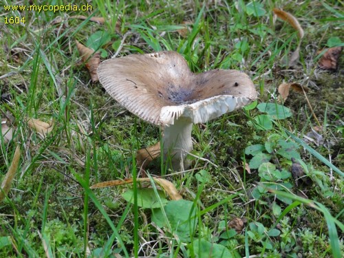 Russula amoenolens - 