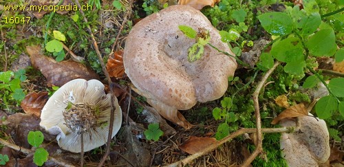 Lactarius violascens - 