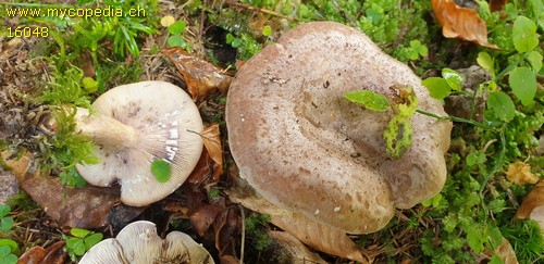 Lactarius violascens - 